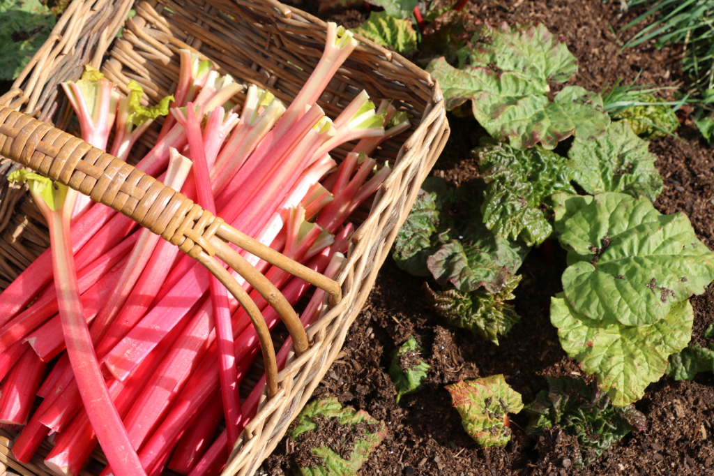 rhubarb at allot and in basket