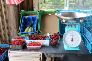 Abington Cherry Orchard