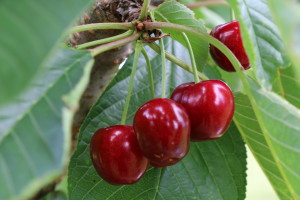 Sweet cherries on the tree