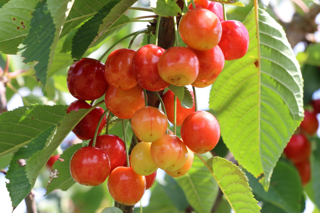 Cherries sour, cherries sweet Crumbs on the Table