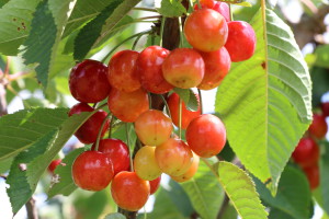 Sweet cherries ripening