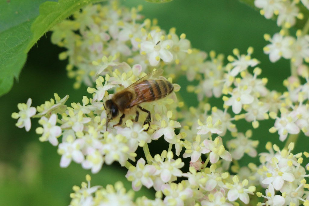 elderflower with bee collecting pollen