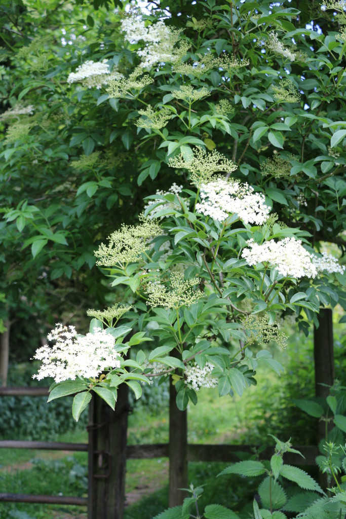 elderflowers over the gate