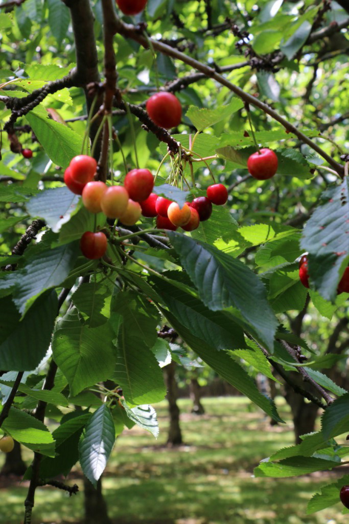 Gt Abington Cherry Orchard
