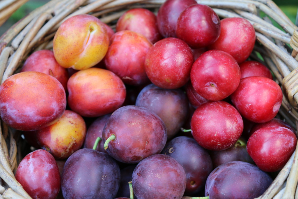 Three plum varieties from Bushel Farm Shop, Willingham (from top right: Lizzy, Monsieur Hatif and Opal).