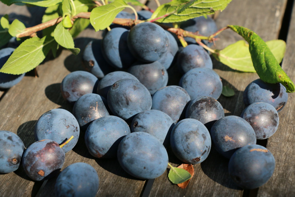 DAMSONS JUST PICKED