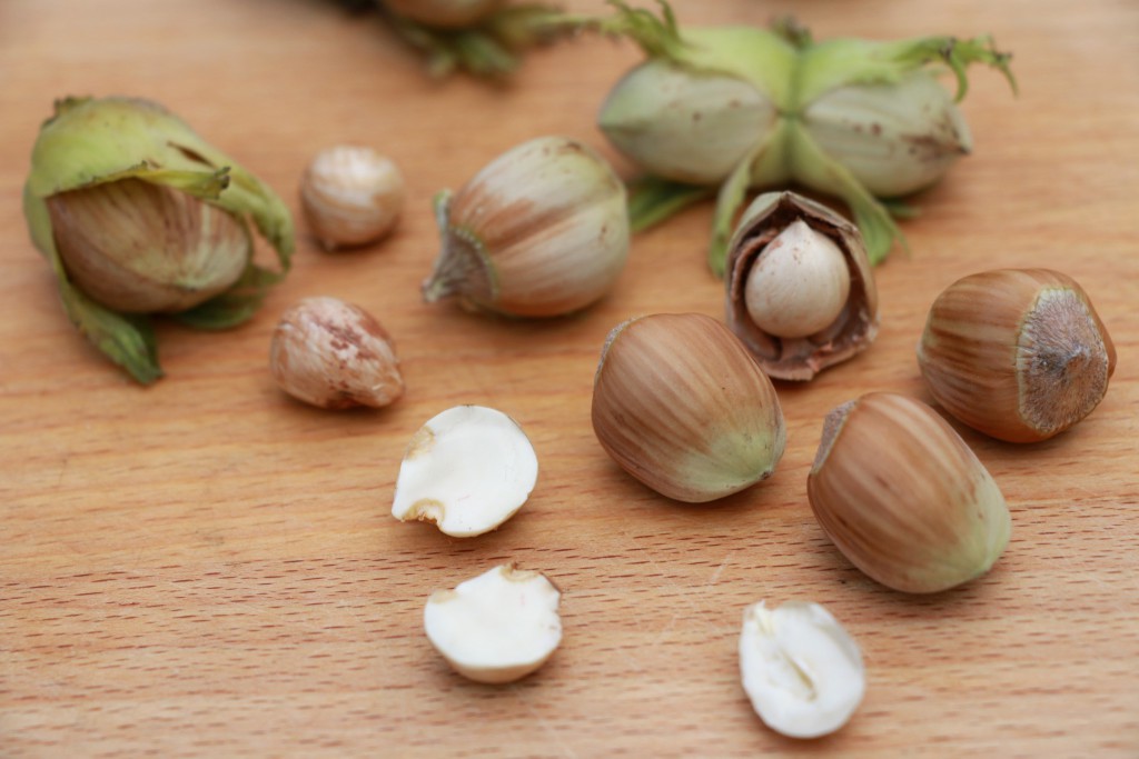 cobnuts still life