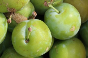 greengage