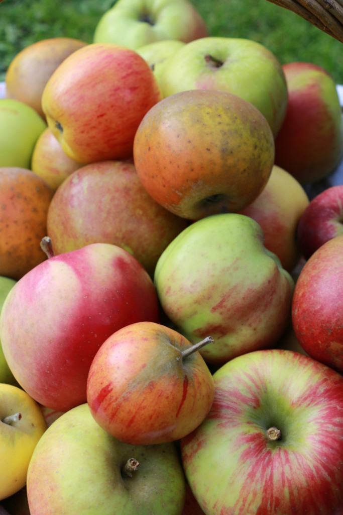 Local apple Varieties CN