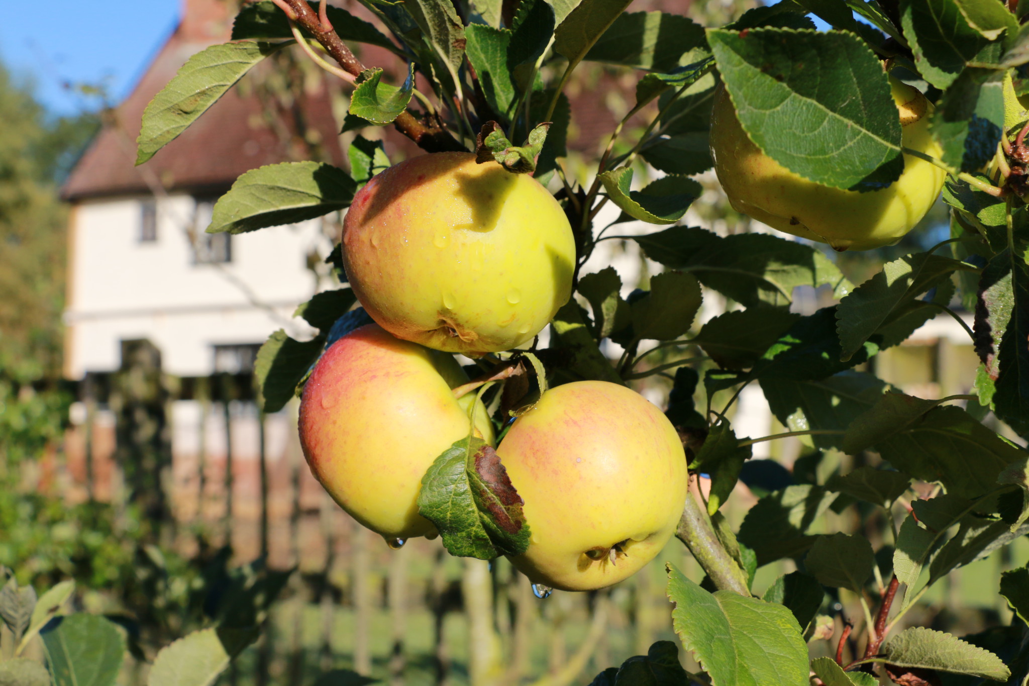 The British Apple And Its Orchard Heritage Crumbs On The Table