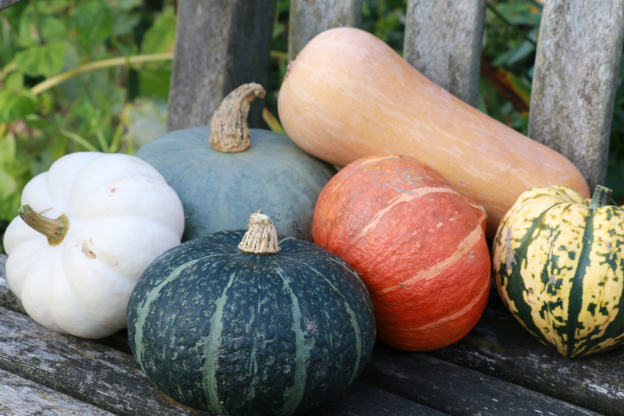 October In Cambridge Apples And Squashes Crumbs On The