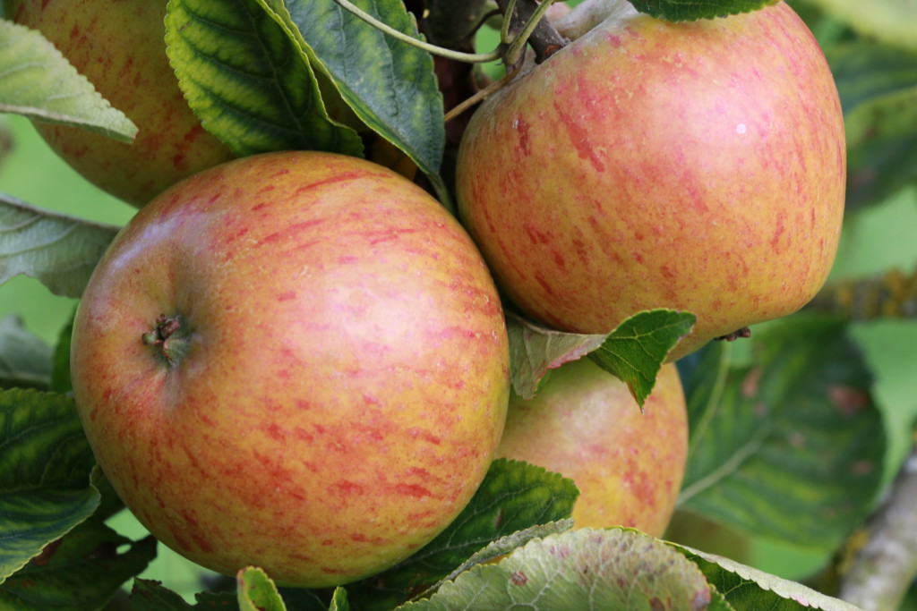 The British Apple And Its Orchard Heritage Crumbs On The Table