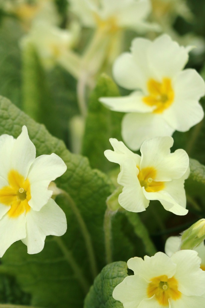 COMMONPRIMROSE