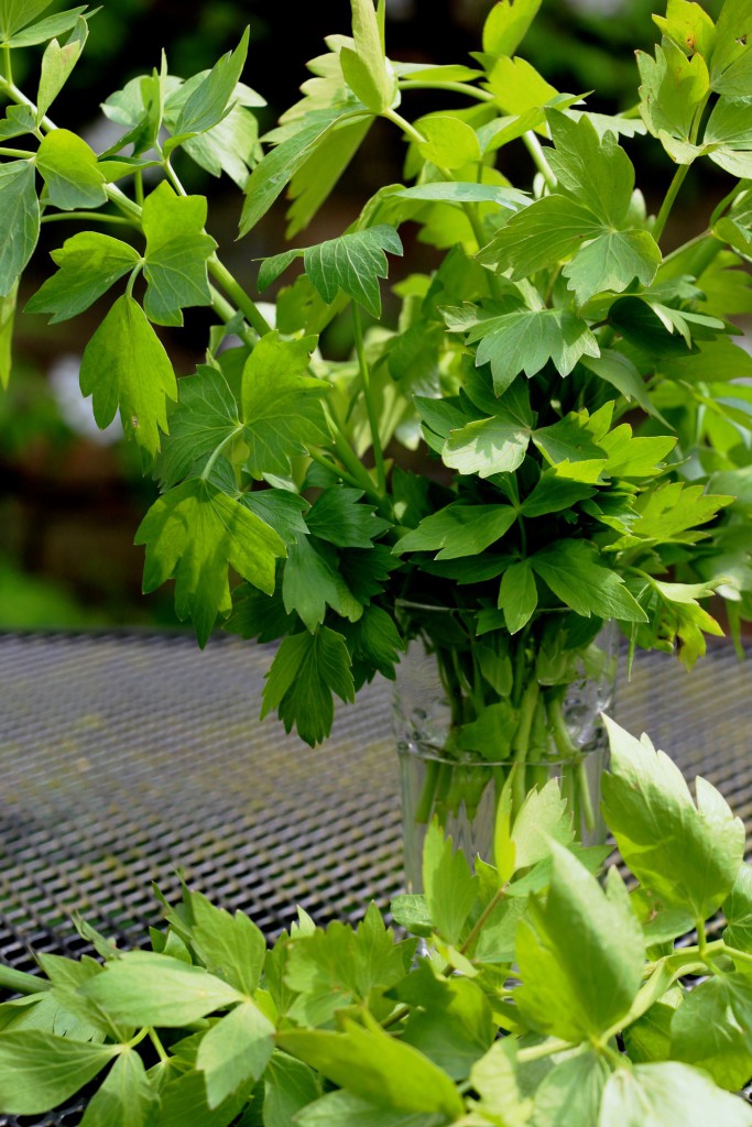 Crumbs on the Table CN Lovage