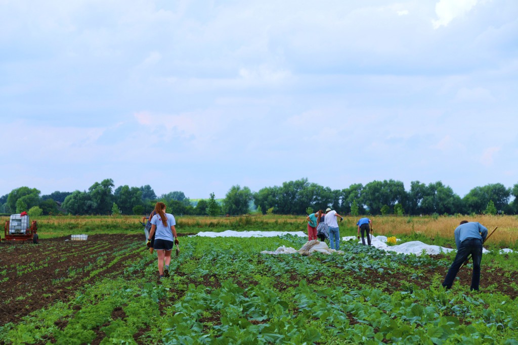 Howing the brassicas