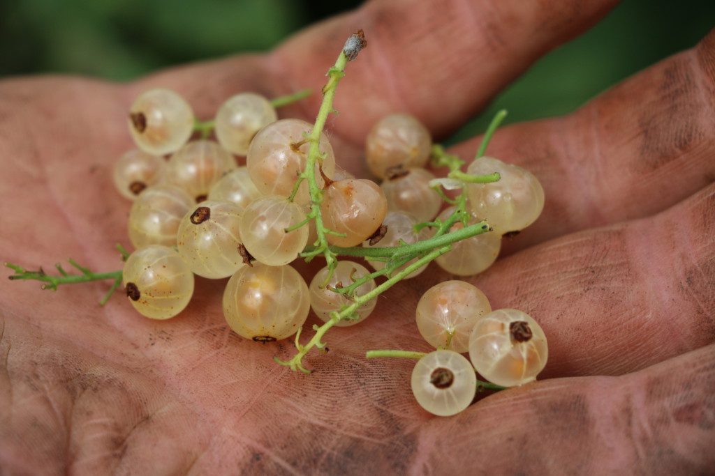 Paul Robinson of Willow Farm, and Waterland Organics, with his own white currants.