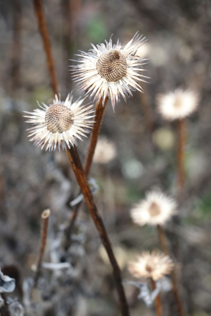 laura-donohue-seed-heads