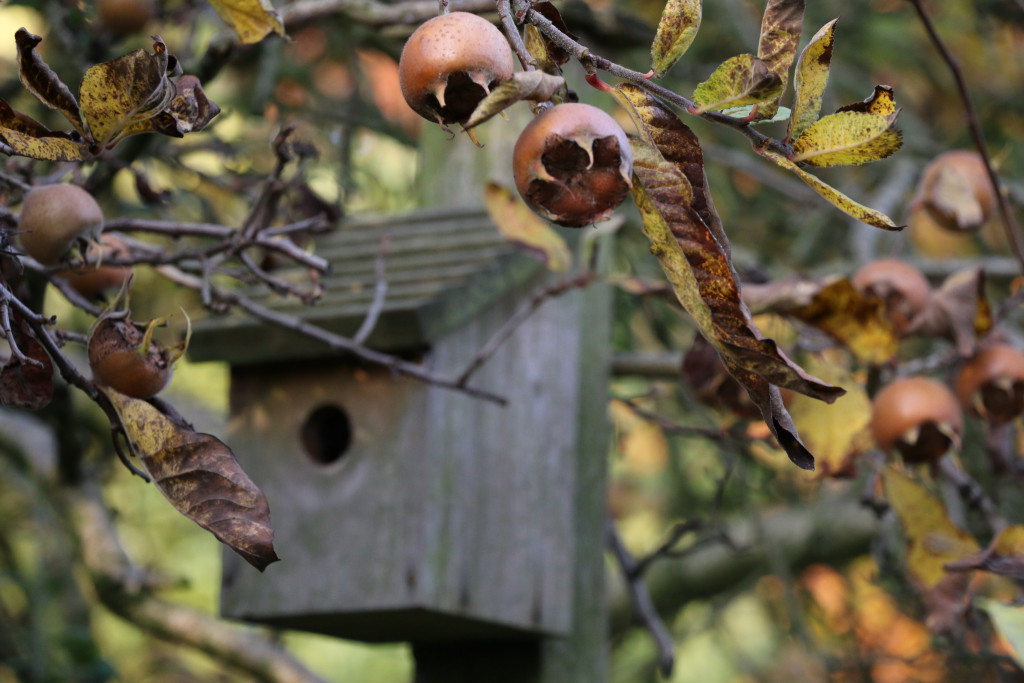 medlars-and-birdhouse