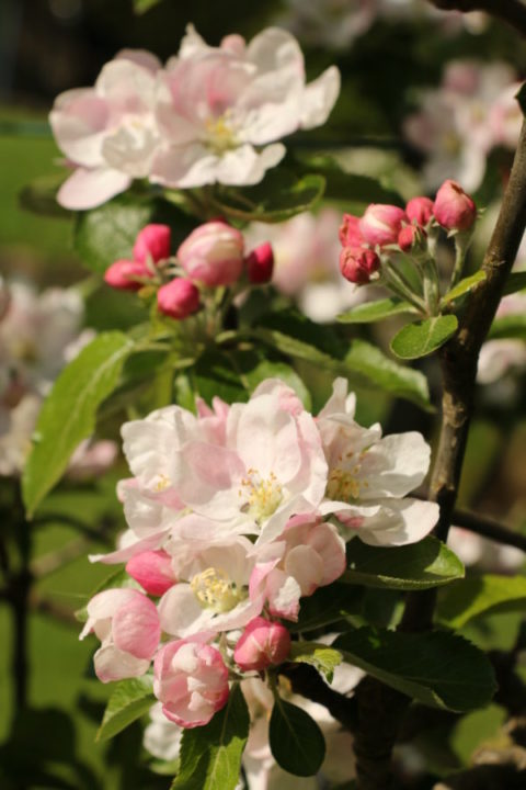 The British apple and its orchard heritage - Crumbs on the Table